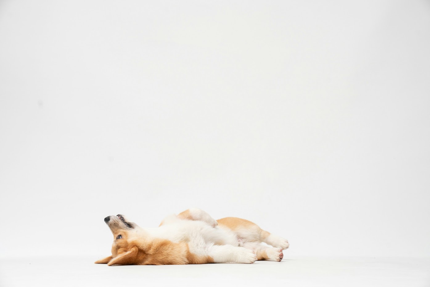 A dog lying on its back against a white studio background