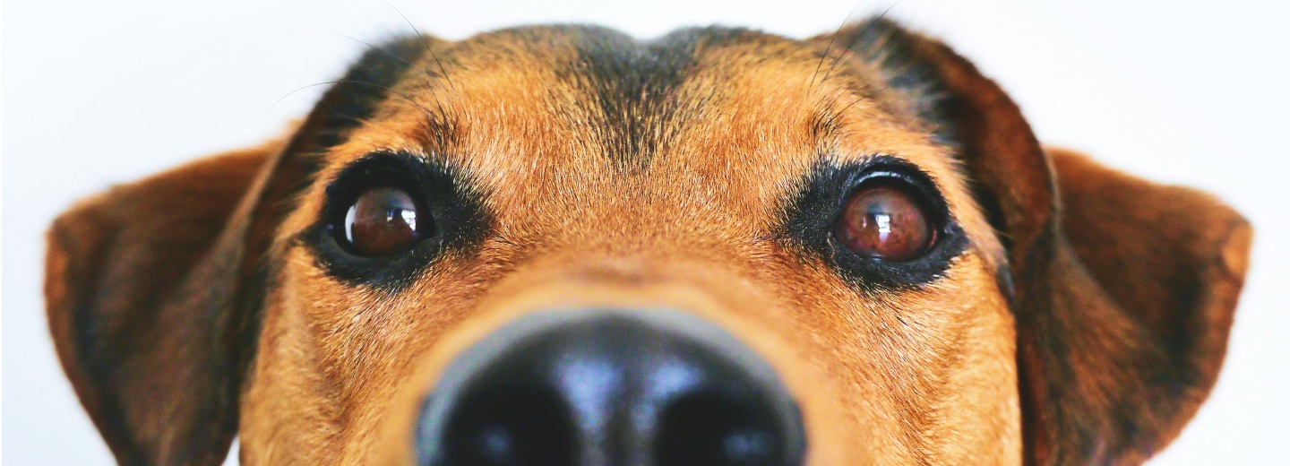 Close-up of a dog looking over the edge of the frame