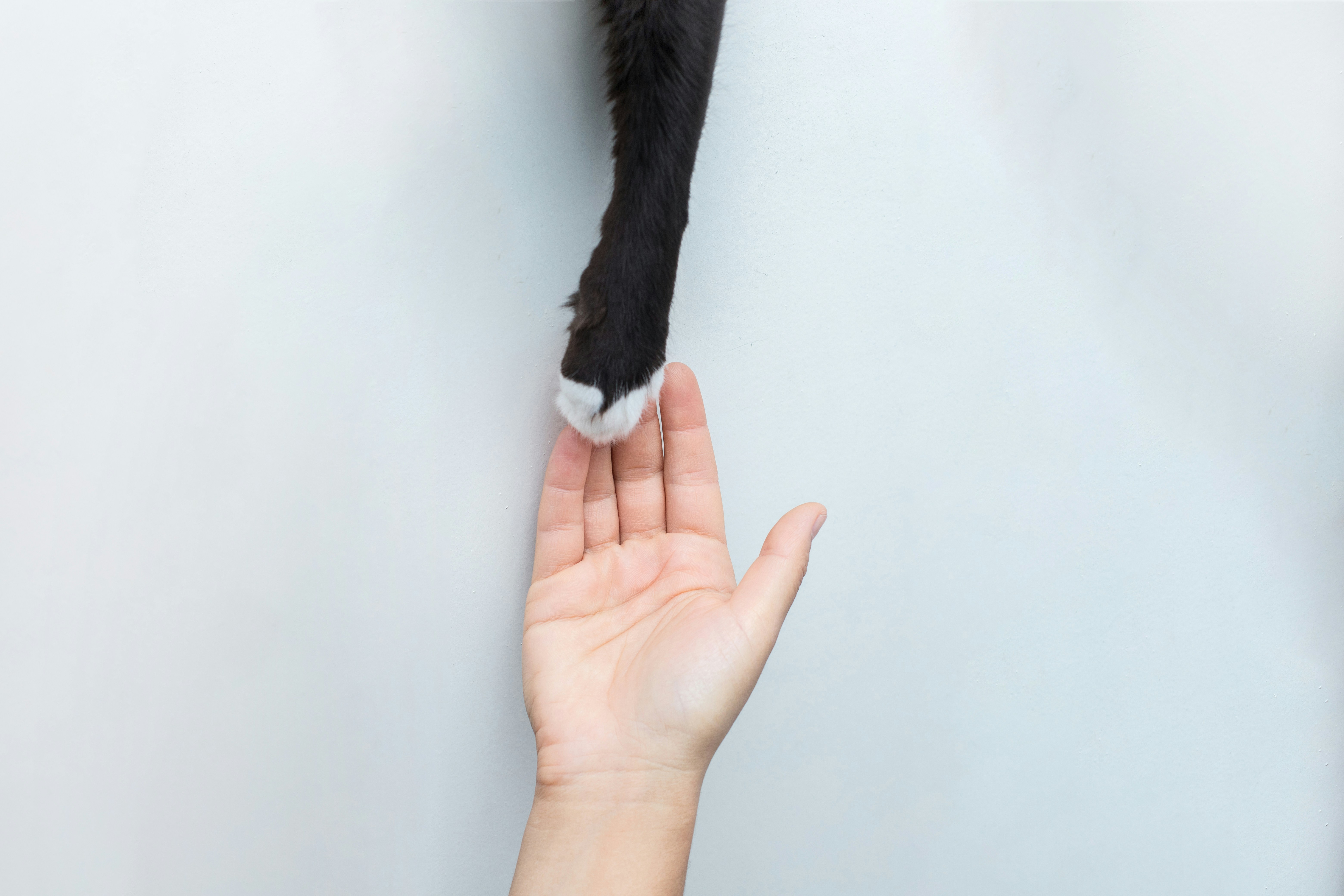 A pet's paw resting in an open hand